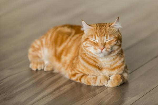 This is the cutest and loveliest cat I have ever met in my life. He is BU BU, a cat with 6 fingers, which is unusual, but in fact, smarter than any cat. He meows every time he sees me, and jumps to my bed and sits with me.